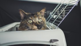 Viaggio in auto con gatto, accessori e consigli su quello che non può mancare