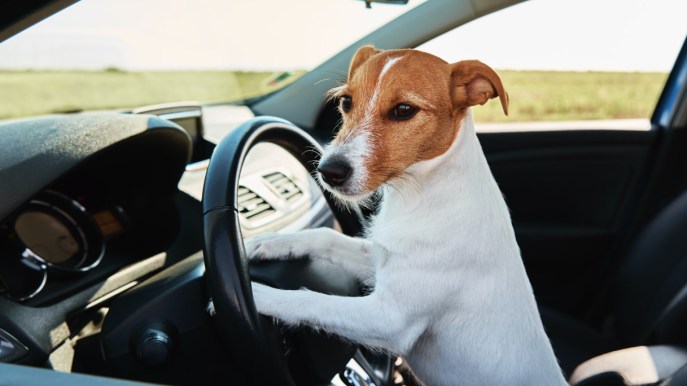 Autovelox multa un cane alla guida: è successo in Slovacchia